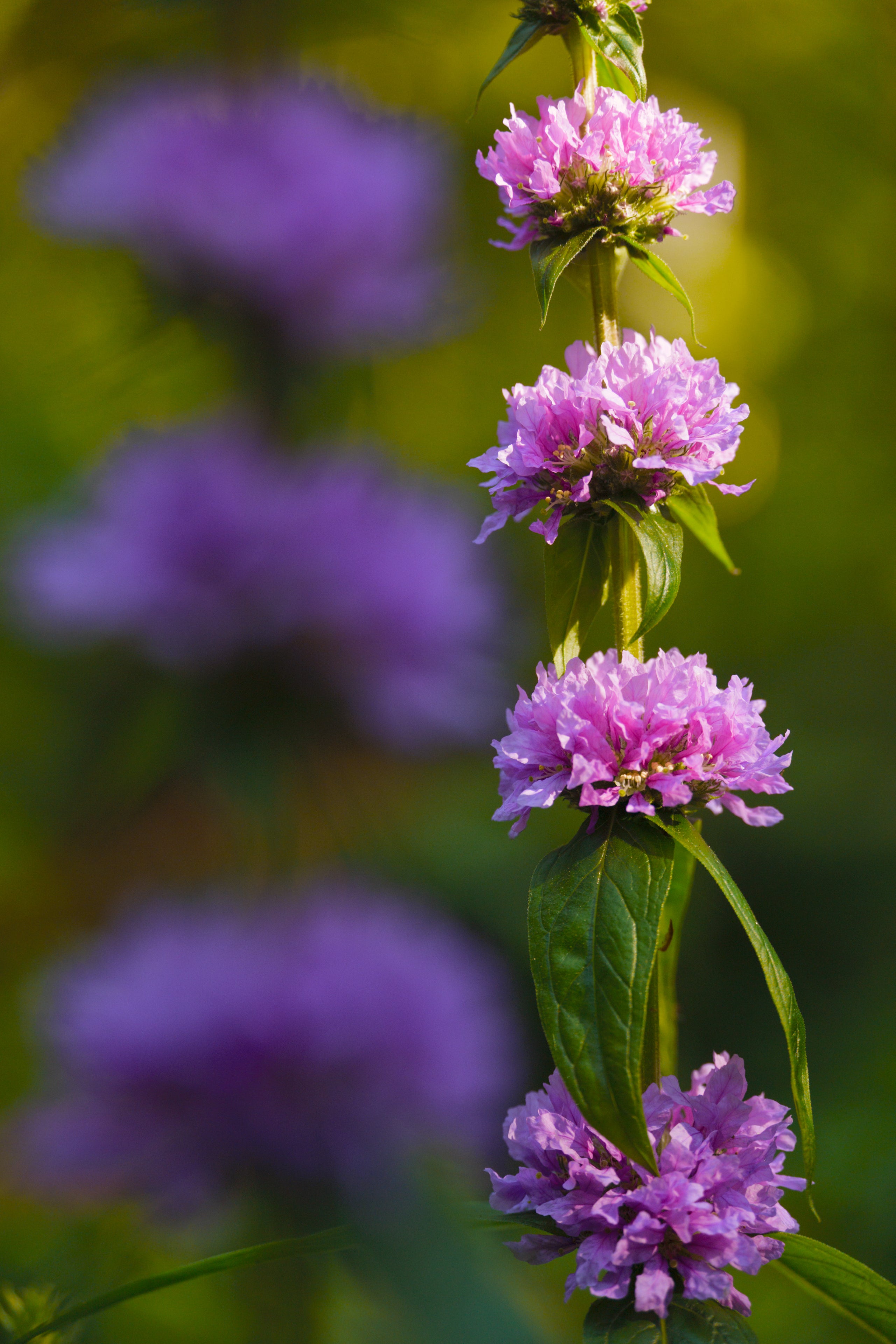 Sigma 20-200mm F3.5-6.3 DG | Contemporary | Sony Fit